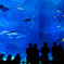 shadow in blue