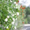 薔薇のある風景