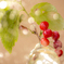 Fancy Cherries