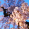 降桜