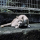 野良猫