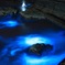 夜光虫
