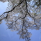 桜を見上げる
