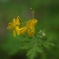 ちいさいお花