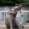 飼育員と戯れるインドゾウ