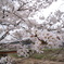 桜咲く