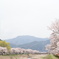 桜並木