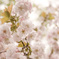 陽に溶ける桜色