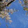桜、舞うころ。