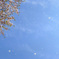 花吹雪、青空に舞う