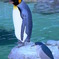 ペンギンとゴイサギ
