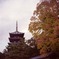 興福寺の紅葉