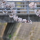 散歩道