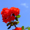 name unknown