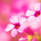 道端の花