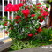紅薔薇の　咲く季節