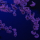薄暮に浮かぶ桜色