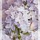 Lilac1