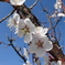 ５月中旬の桜
