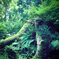 green & green