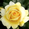 薔薇