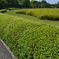 緑の庭園