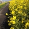 菜の花サイクリングロード