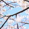 そらと桜