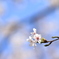 小桜
