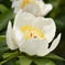 サンクタス（芍薬）