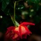 雨上がりの薔薇