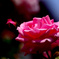 薔薇