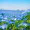 BLUE SPRING