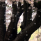 桜吹雪