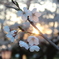 夕日と桜