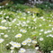 Garden of Daisy