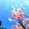 沖縄の一足早い春