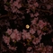 花見と月見