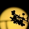 影桜