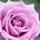 Rose*°