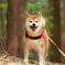 リーダー　in the forest