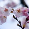 桜 with 水滴３