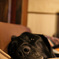 sleepy dog.