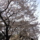 桜ノ木の下で