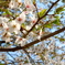 Cherry Brossam