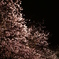 夜桜　その弐