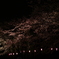 夜桜　その参