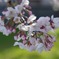 桜１
