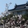 桜２