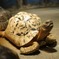 亀（日本平動物園）